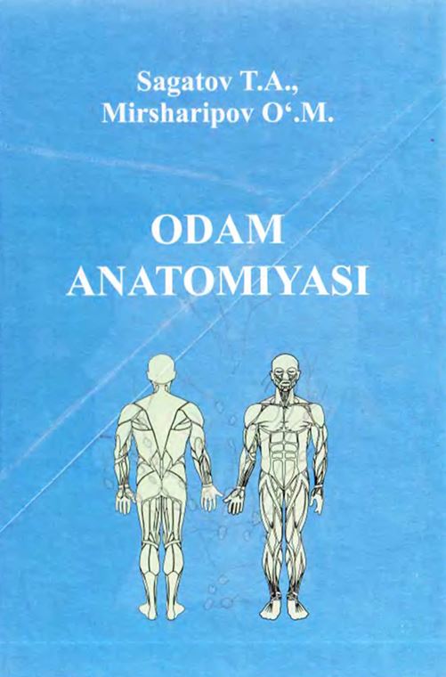 ODAM ANOTOMIYASI