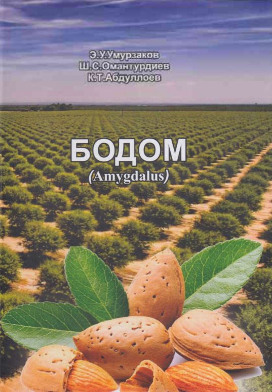 БОДОМ (Amygdalus)