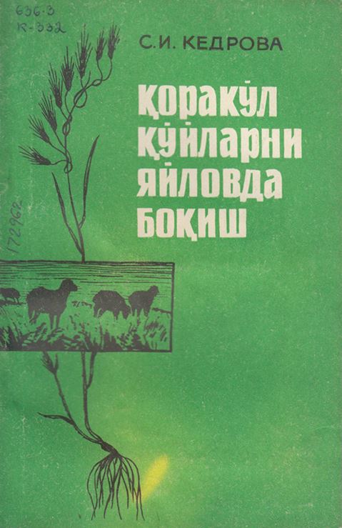 Қоракўл қўйларни яйловда боқиш