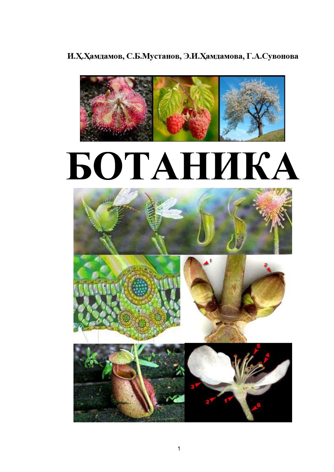 Ботаника