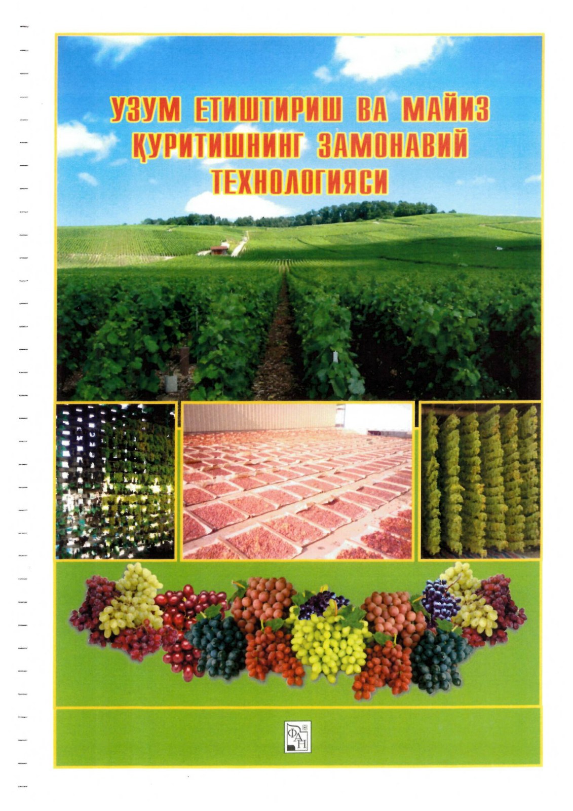 Узум етиштириш ва майиз қуритишнинг замонавий технологияси
